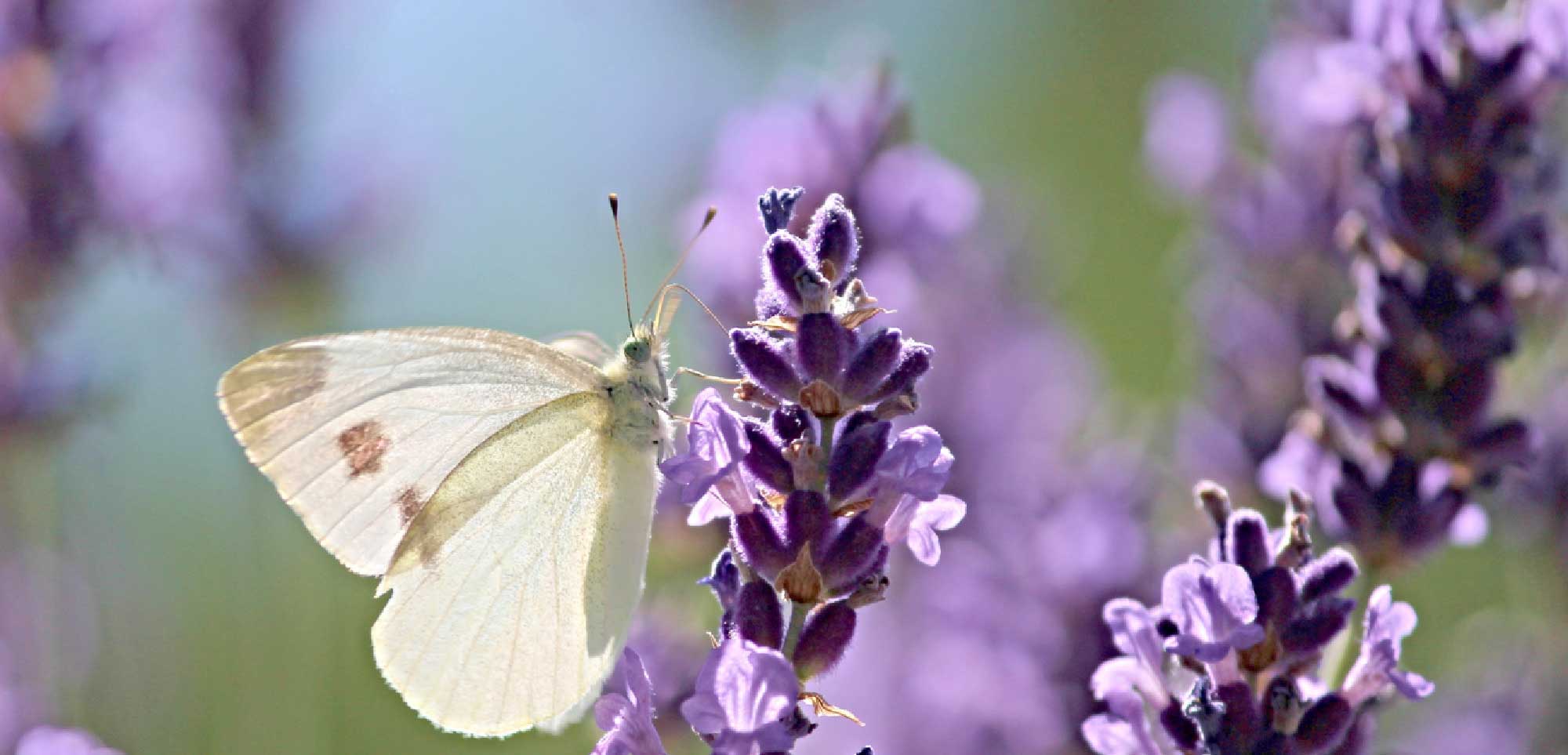 Cosmetic Export Council of South Africa (CECOSA)