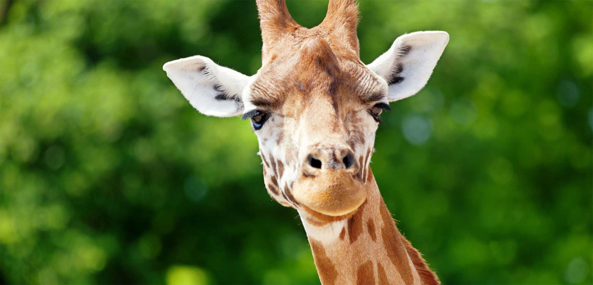 Kameelkop Game Reserve