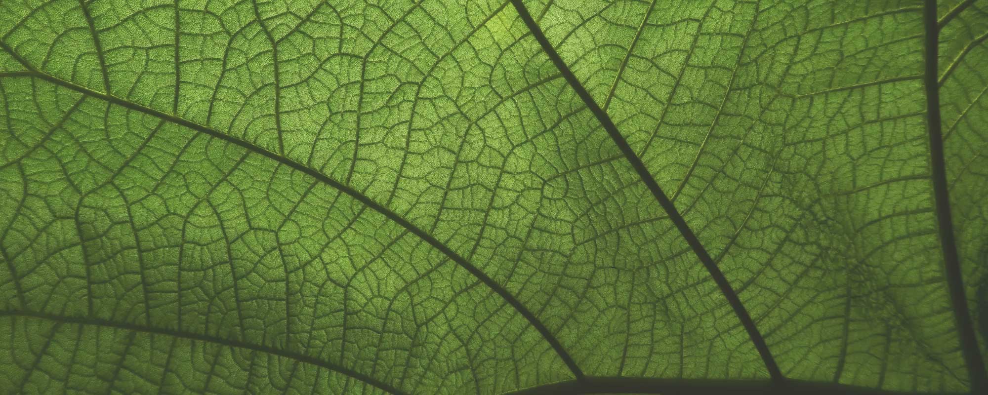 People Nature Connect