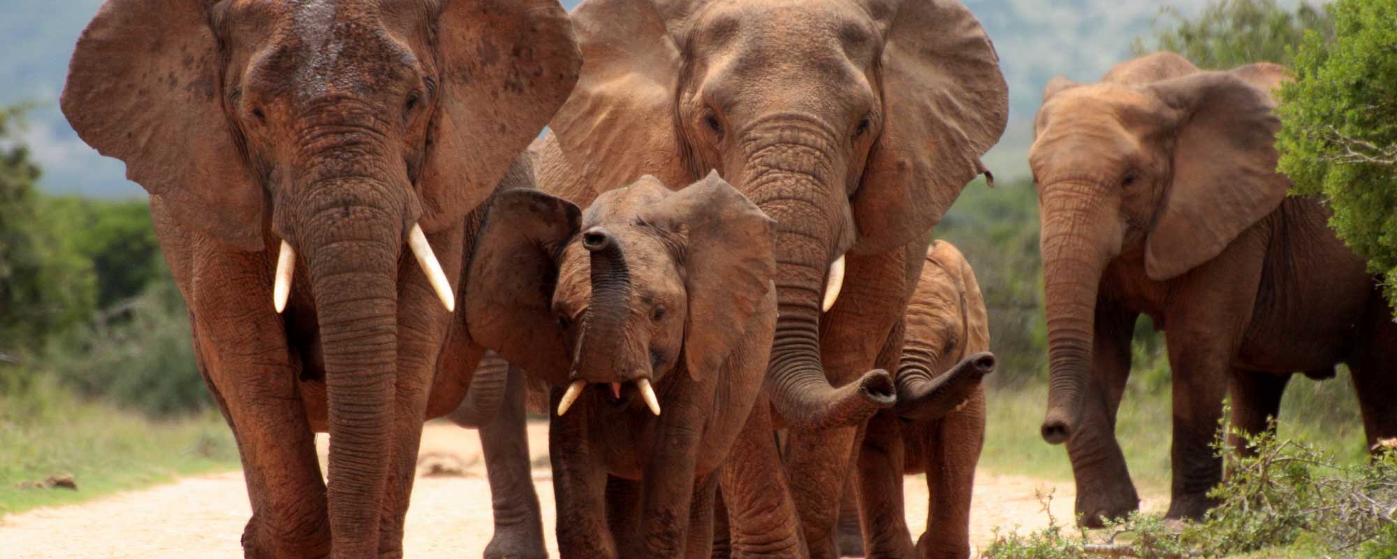 Conservation Outcomes