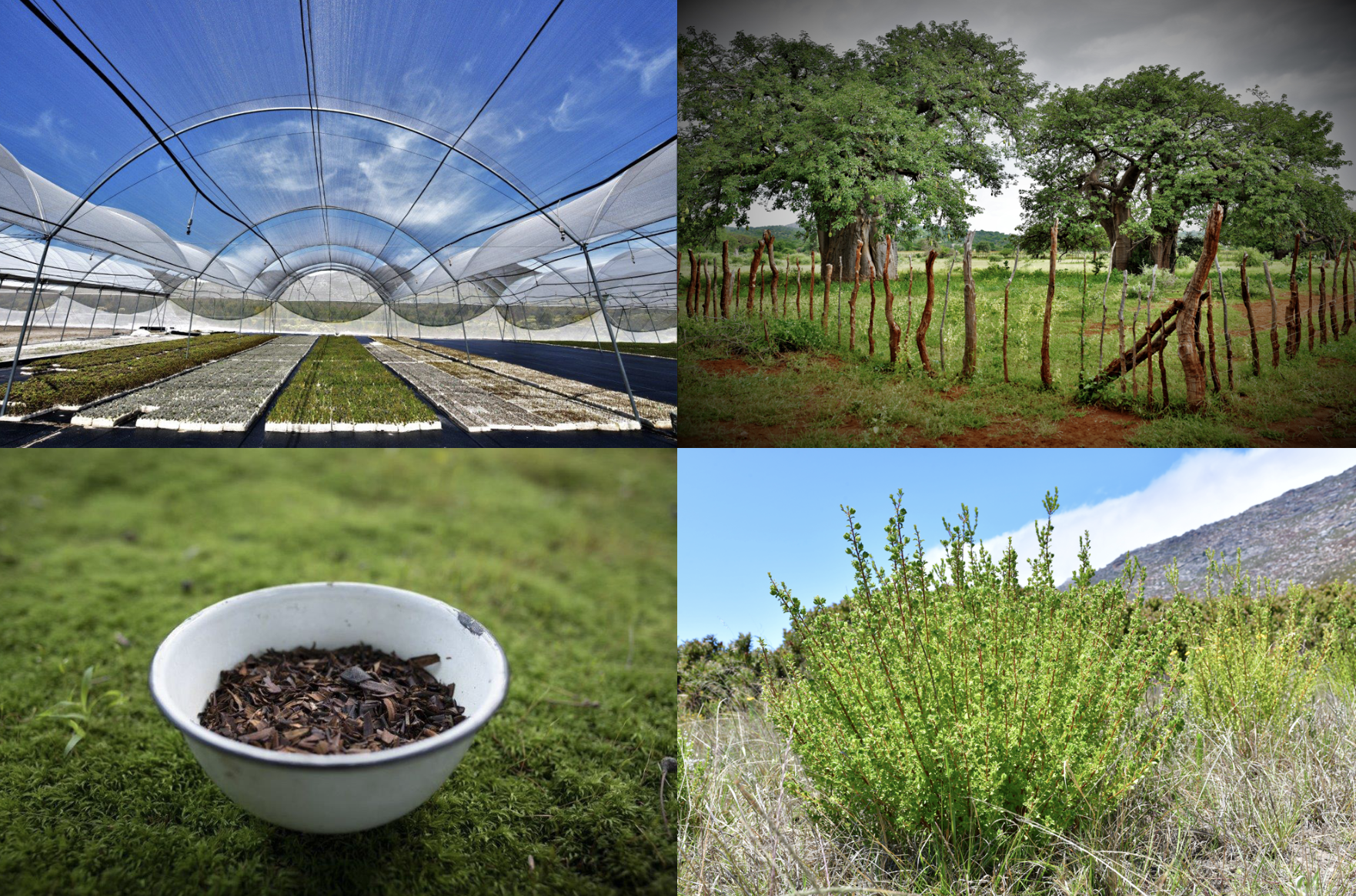 African BioTrade Festival